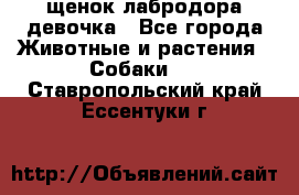 щенок лабродора девочка - Все города Животные и растения » Собаки   . Ставропольский край,Ессентуки г.